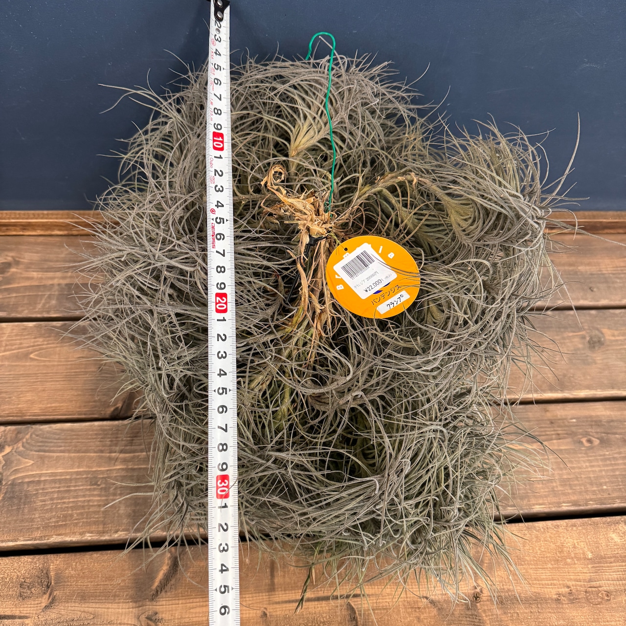 チランジア バンデンシス クランプ【302】