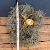 チランジア バンデンシス クランプ【302】