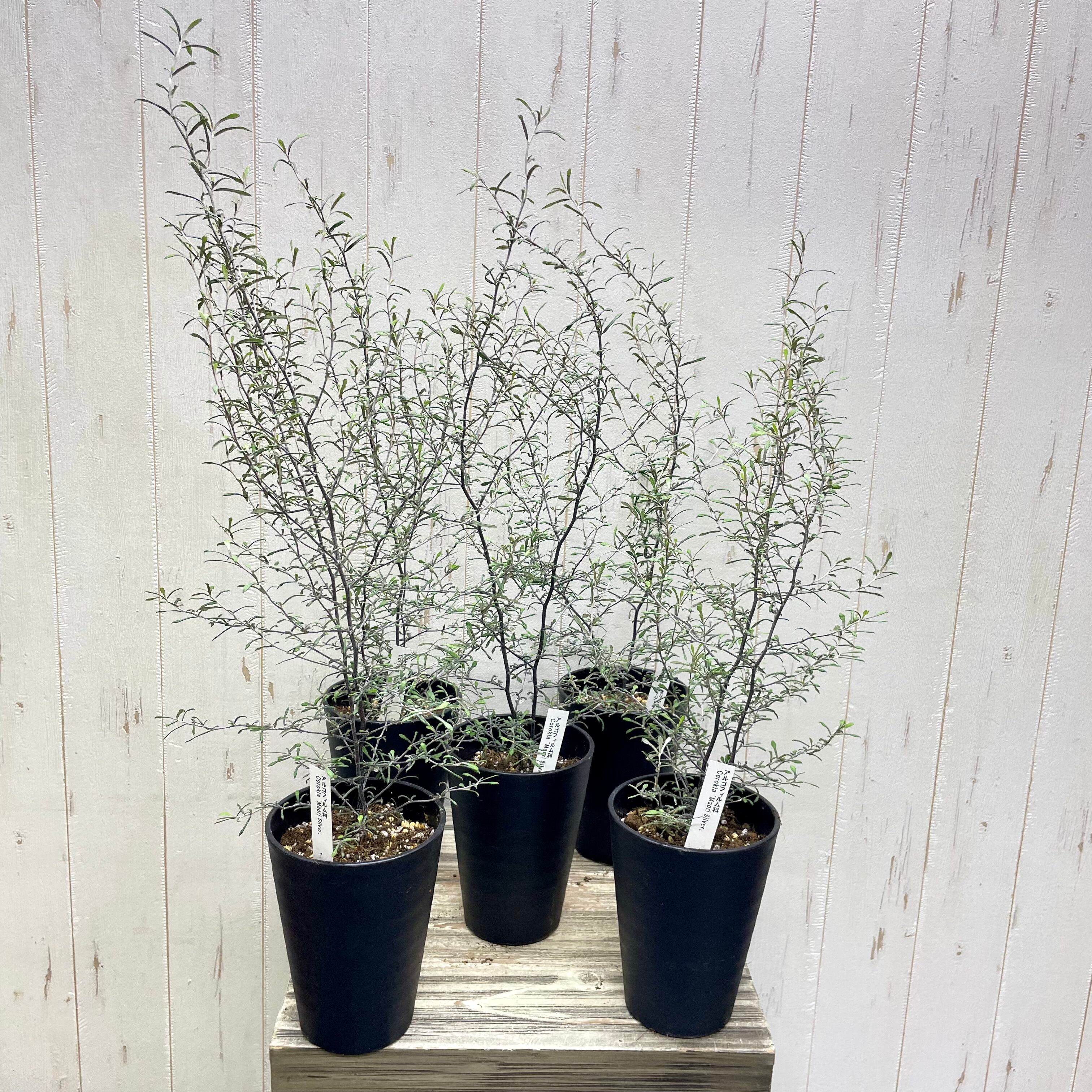 2株植え コロキア マオリシルバー 4号鉢 | PLANTS SHOP OLIVE