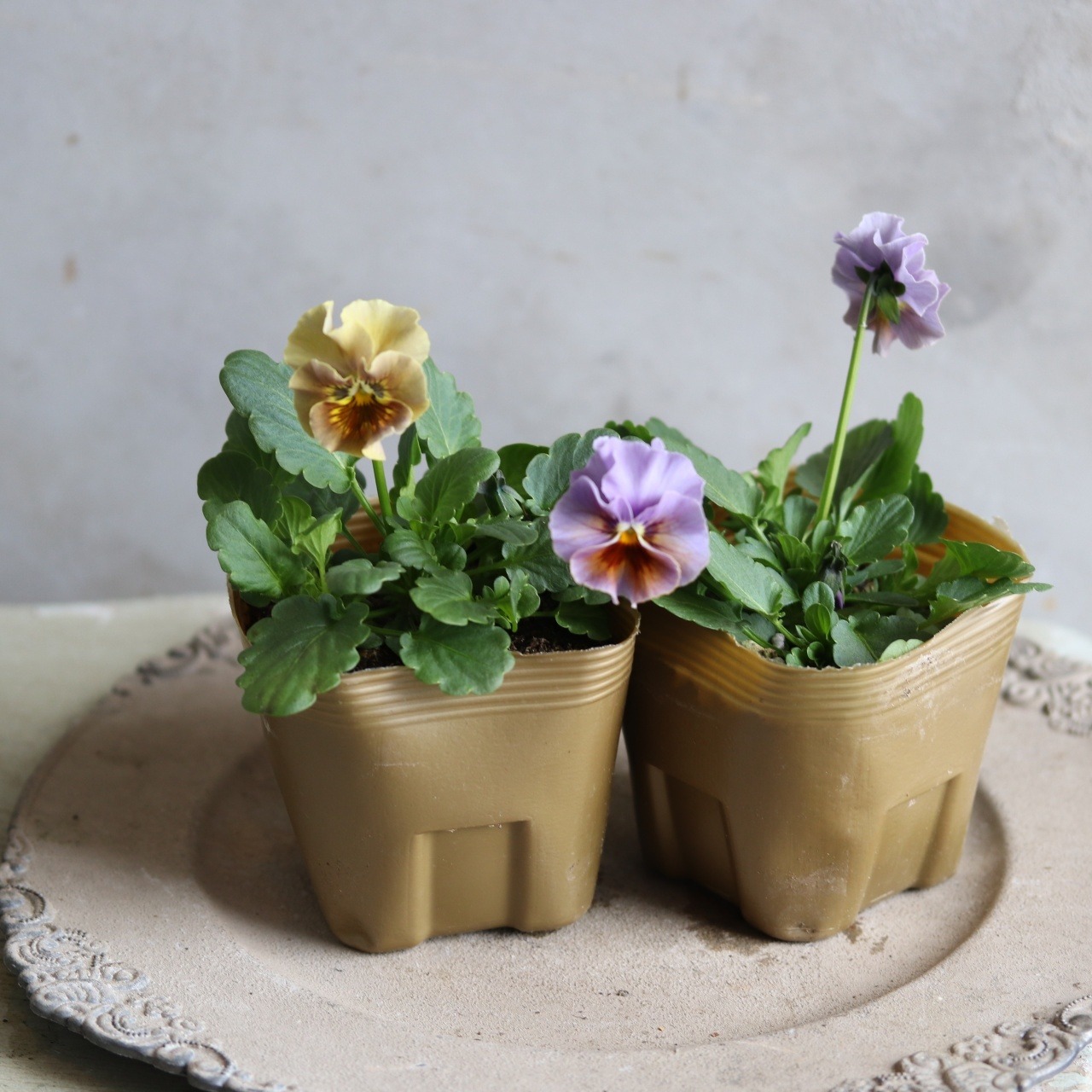 ビオラ　和モダンクラシック　ウコン　冬から春にオススメのお花　よく咲く　シャビーシックにおすすめ