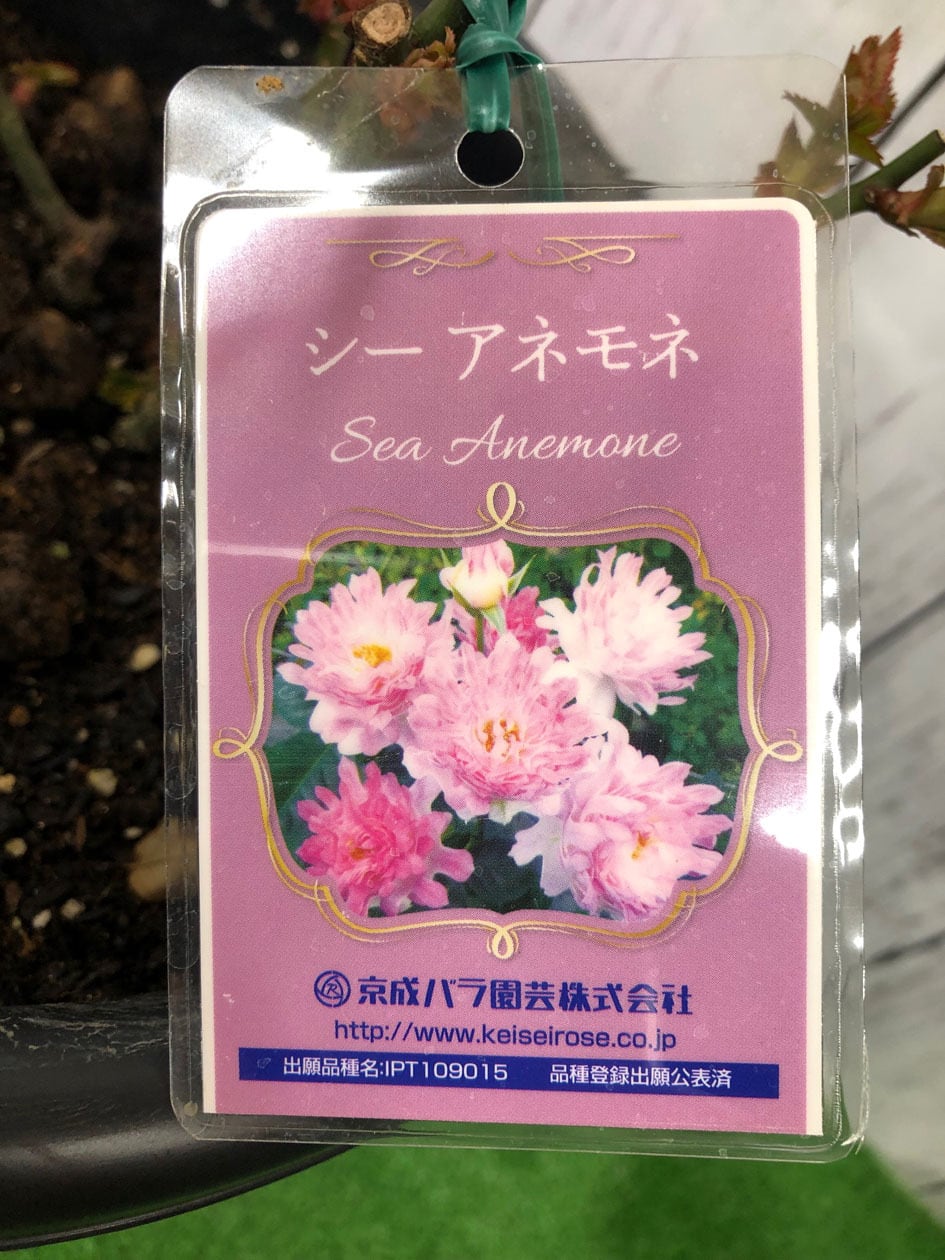 バラ苗 シーアネモネ 切り花品種 挿し木大苗 5号鉢 薔薇 苗