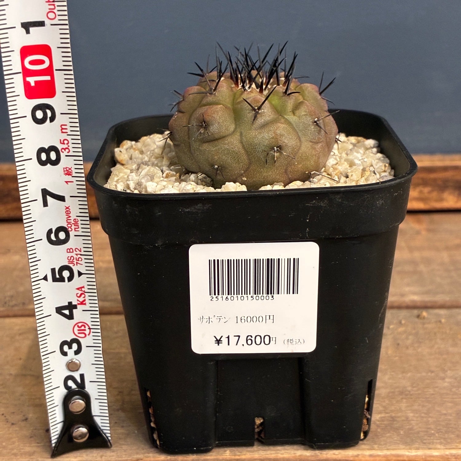Copiapoa】サボテン コピアポア 黒王丸実生【243】 | PROTOLEAF プロト
