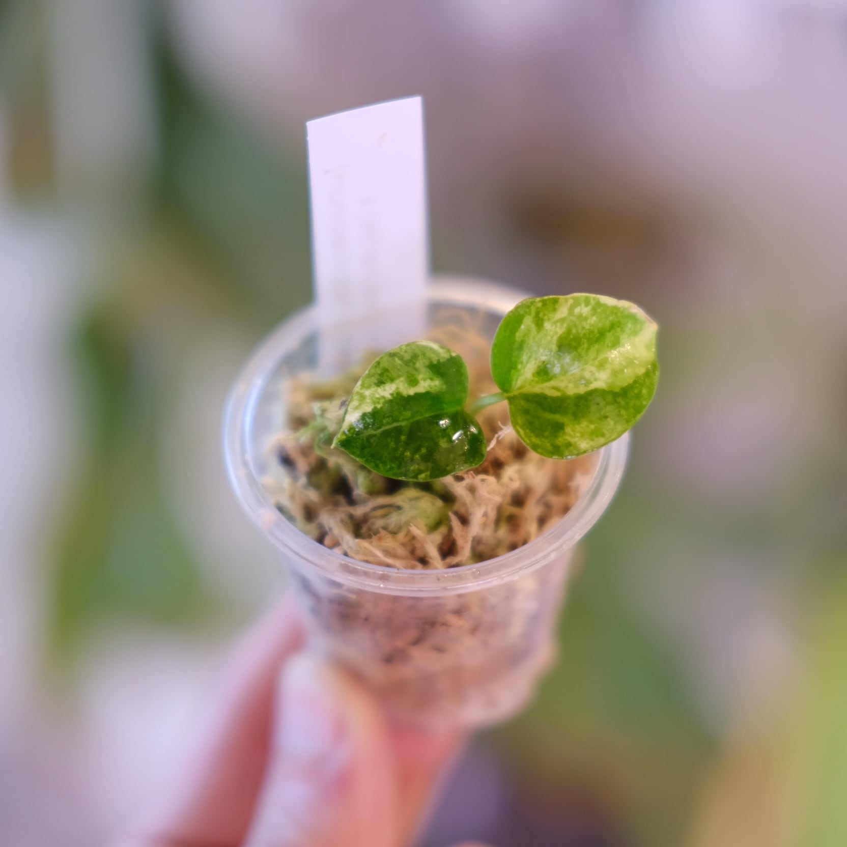 ALOCASIA HEART BALLON PINK VARIGATED│アロカシア ハートバルーン