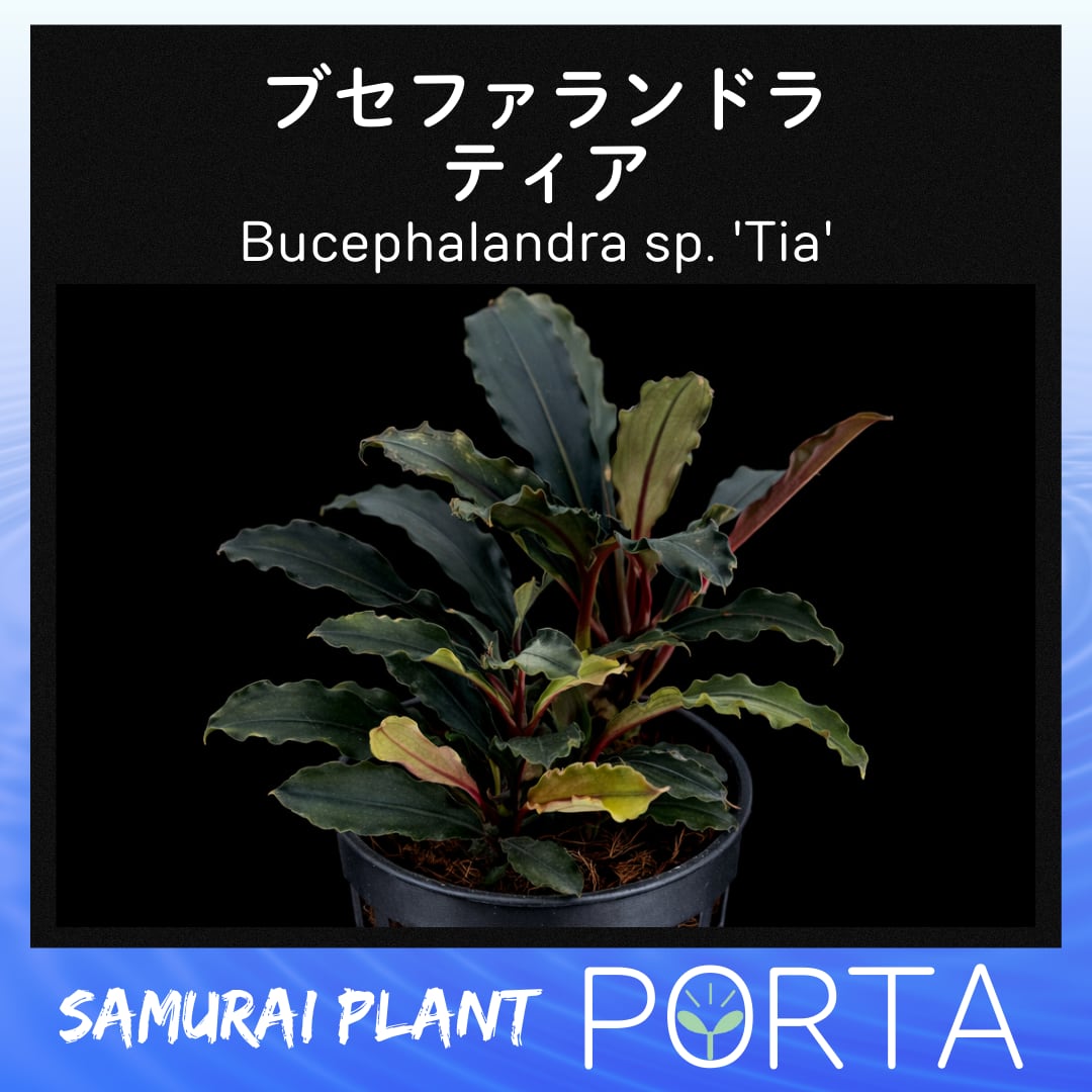 水草Bucephalandra ブセファランドラ6美種セット！完全水中葉 ブセファランドラ クダガン 20株以上 水上株bucephalandra