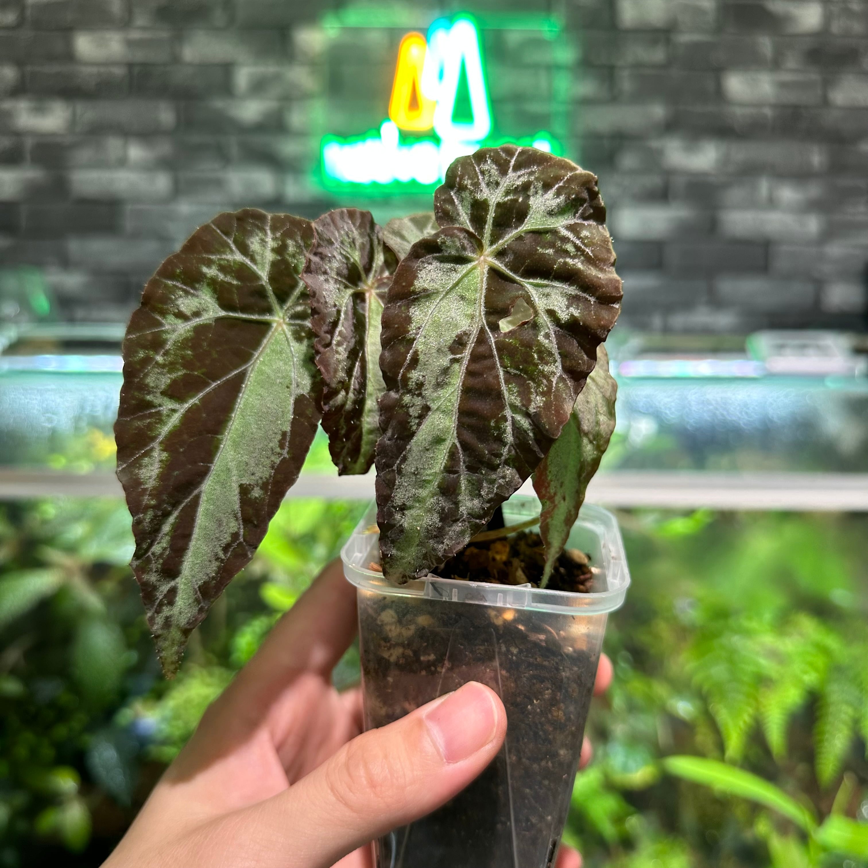 フィロデンドロン ビレッティア 斑入り 大株【激レア】Philodendron