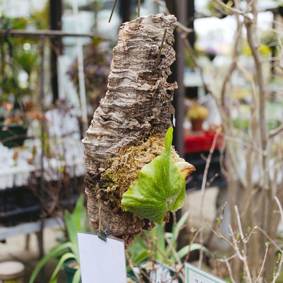 ビカクシダ（リドレイ）　コルク　ハンギング　植物　コウモリラン