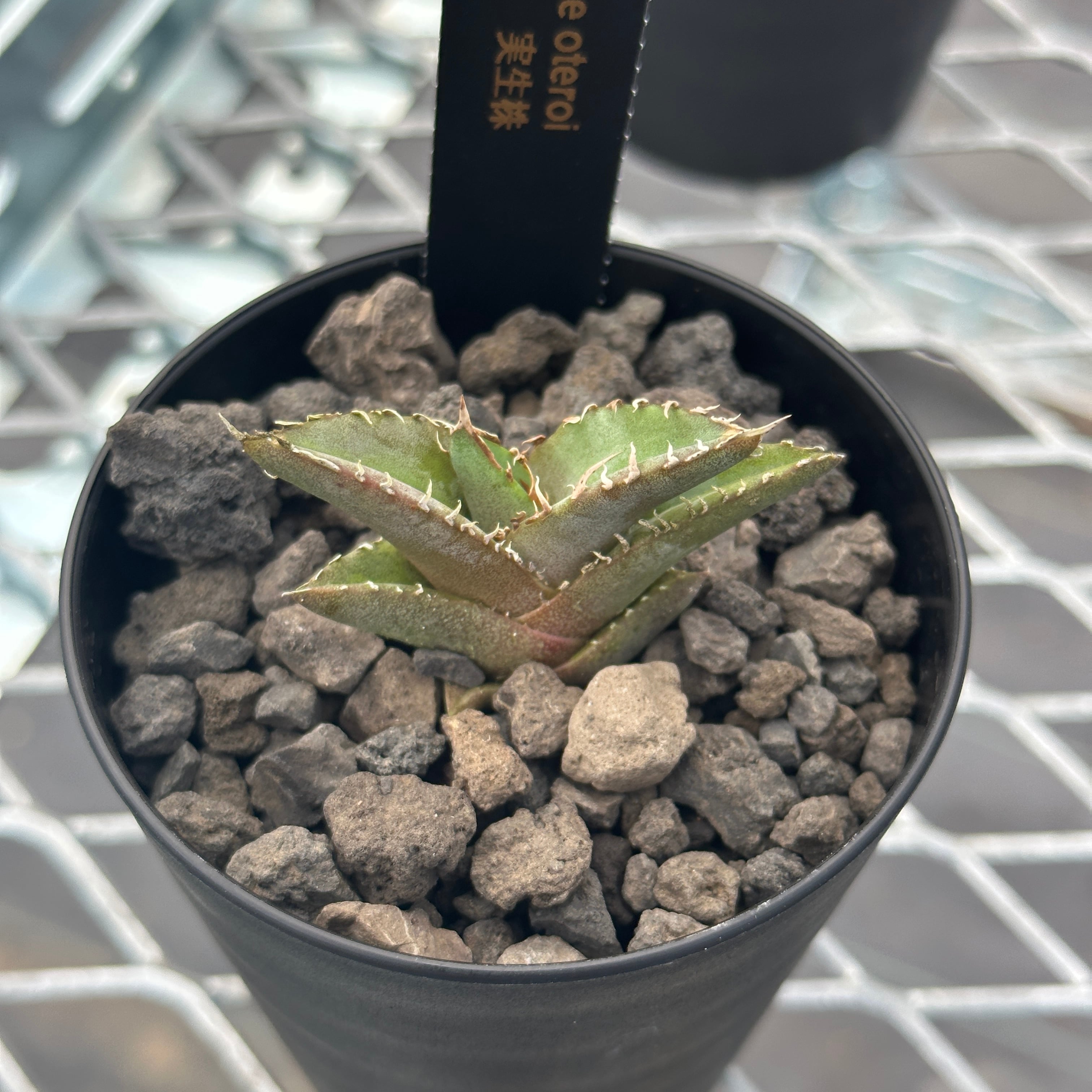 Agave Oteroi(アガベ オテロイ ) seedling 実生株 | Plants by THE ...