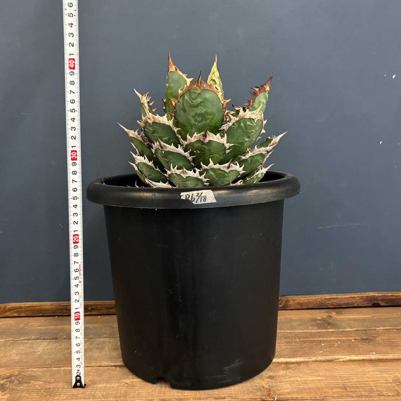 アガベ チタノタ シャーク【1039】