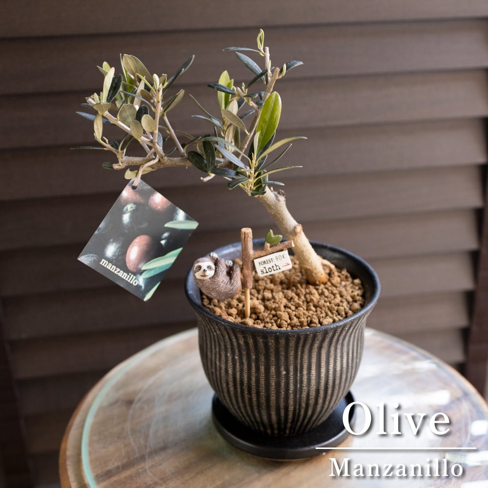 創樹 Olive オリーブの木 根上がり 盆栽 陶器鉢 SOUJU Manzanillo マンザニロ オリーブ 0215BK