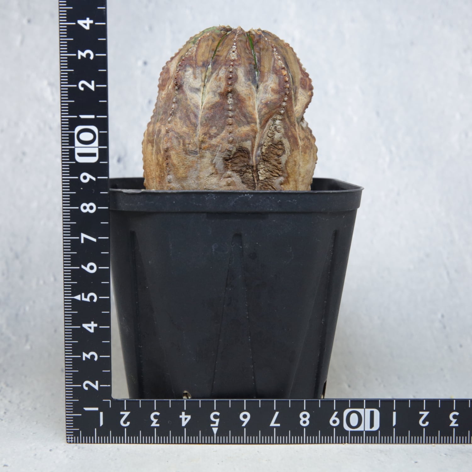 a*9様 オベサ 木質化 11陵 3号以上のサイズ ユーフォルビア オベサ木質化③ | Lines BOTANICAL SHOP