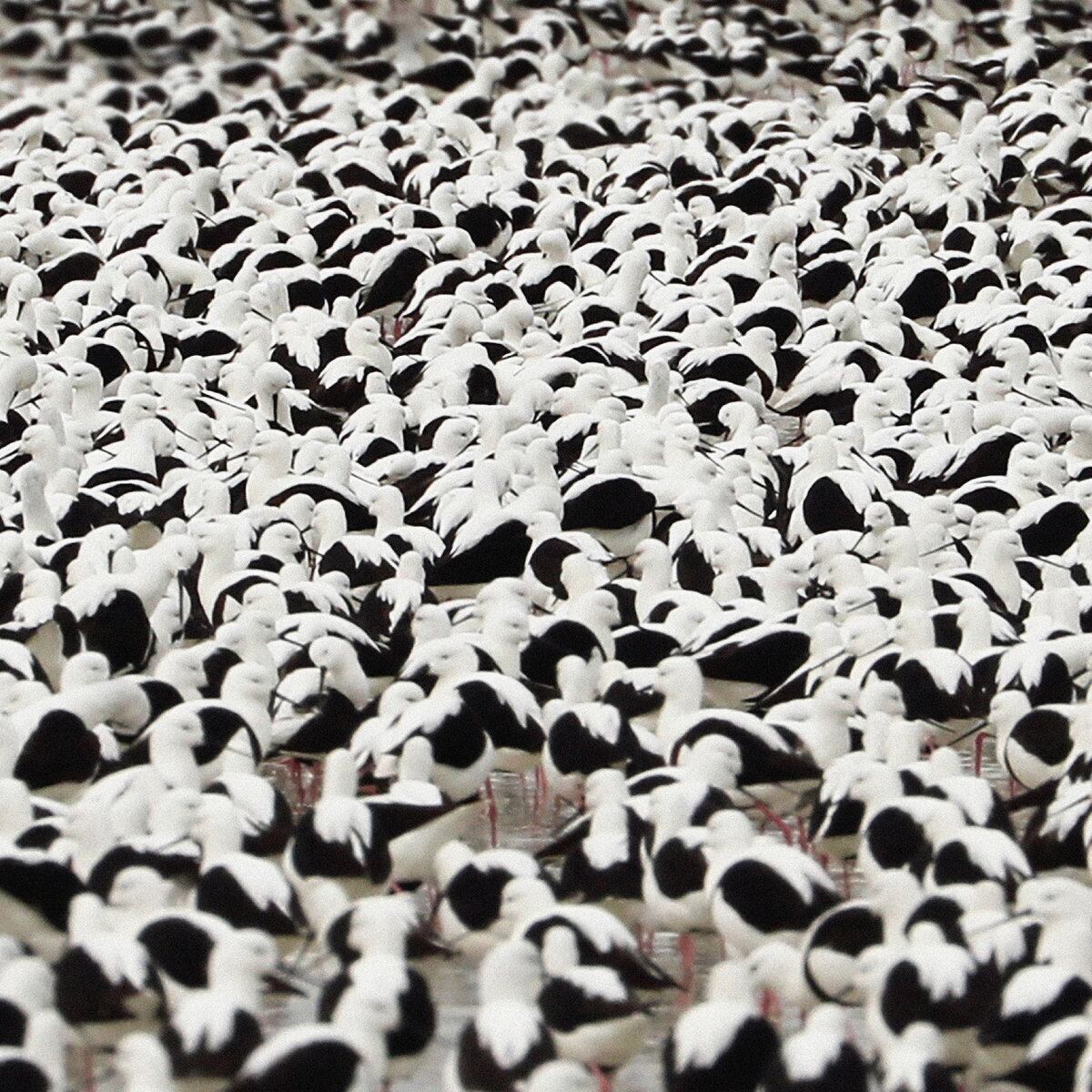 Stella Donnelly / Flood(Ltd Cassette)