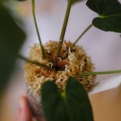 Papillilaminum(Fort Sherman) × Anthurium King of spades(KOS) / アンスリウム・キングオブスペード×パピリラミナム② / 観葉植物