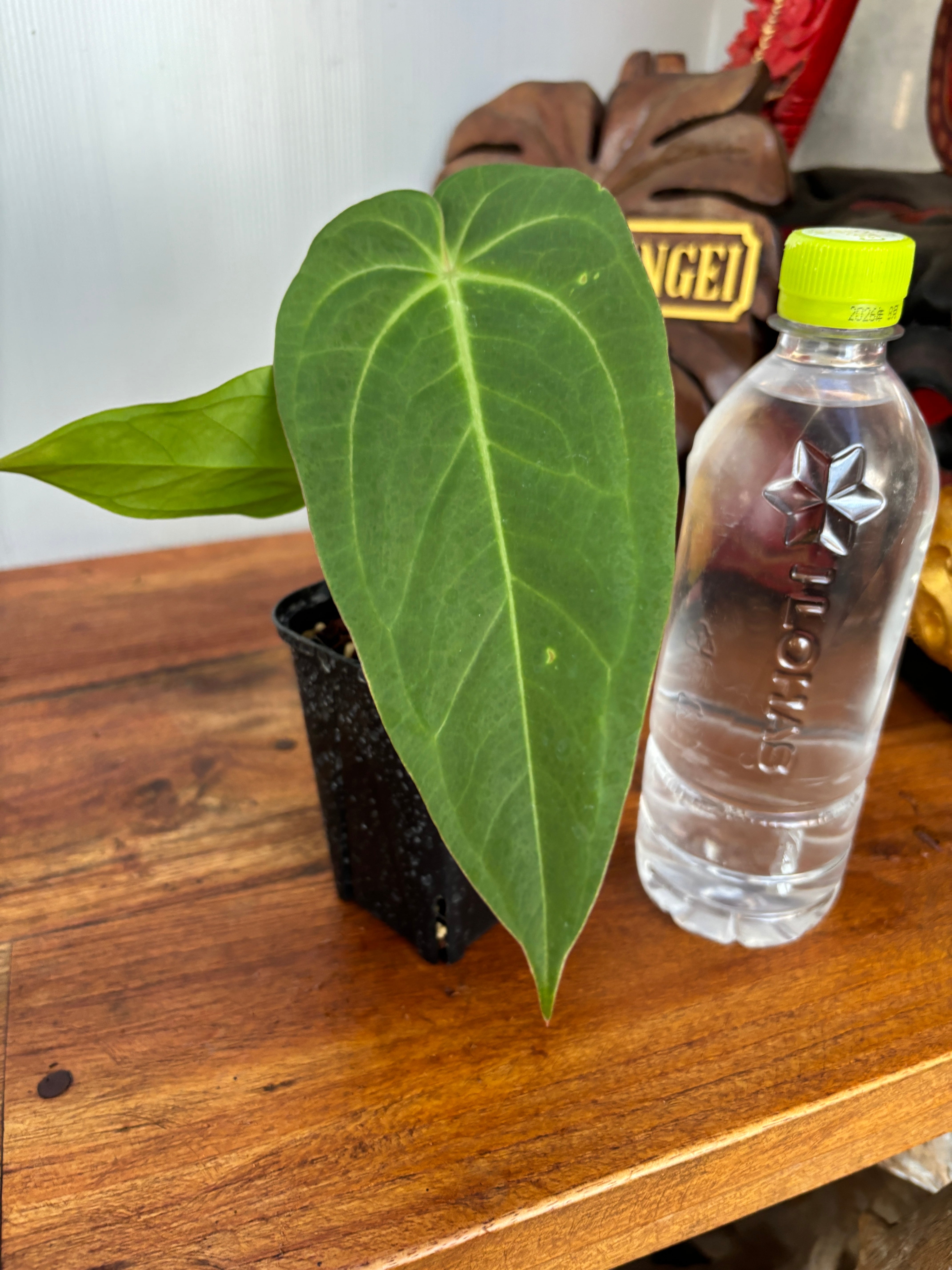 Anthurium | BA PLants