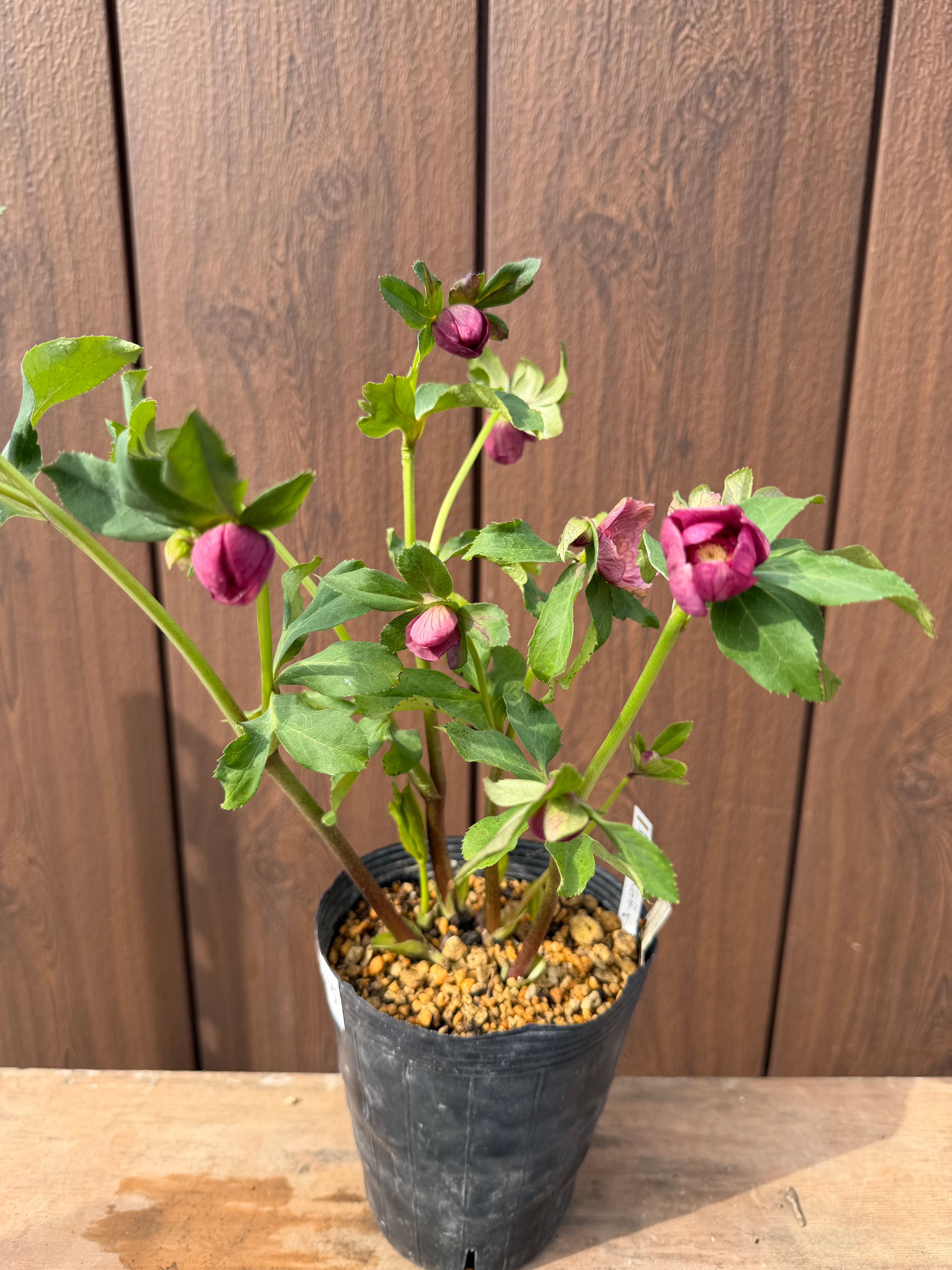 ピンクアフロディーテ 加藤農園 クリスマスローズ【Ka15】送料無料