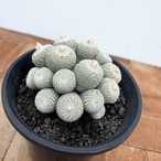 Epithelantha micromeris【エピテランサ・月世界】