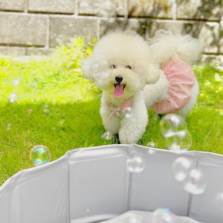 【macaron】韓国風 くすみカラー 犬服 ビキニ 水着 水玉 チェック