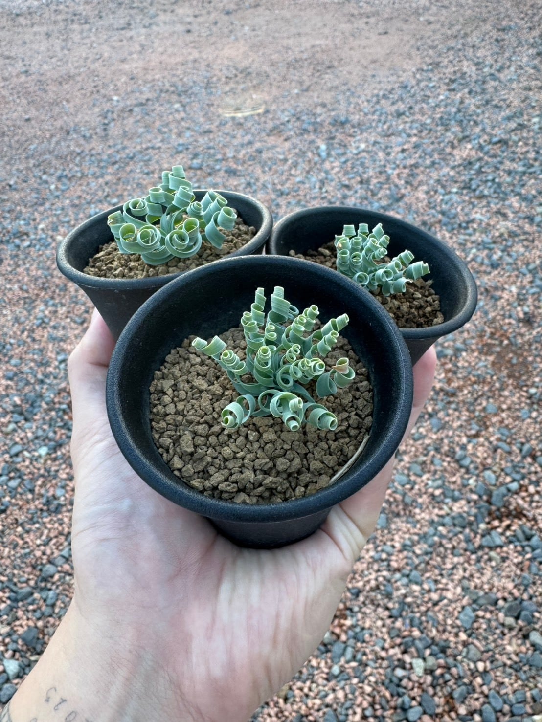 【新着】Albuca concordiana【南アフリカ原産の冬型球根植物】アルブカ コンコルディアナ