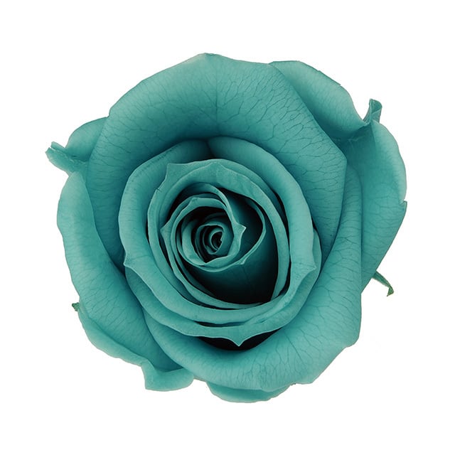 推し色薔薇〈ピーコックグリーン〉