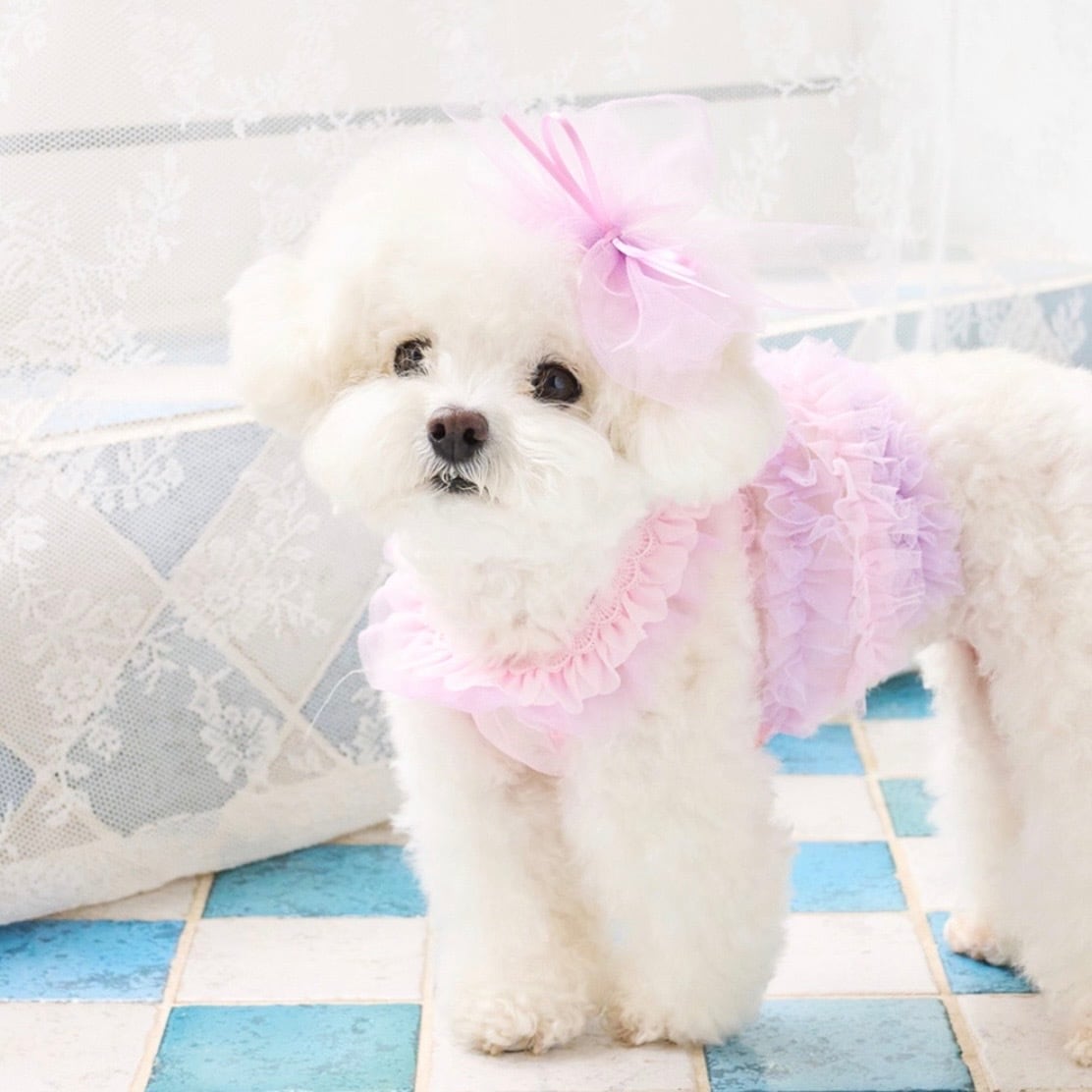 momozoo_dogwear