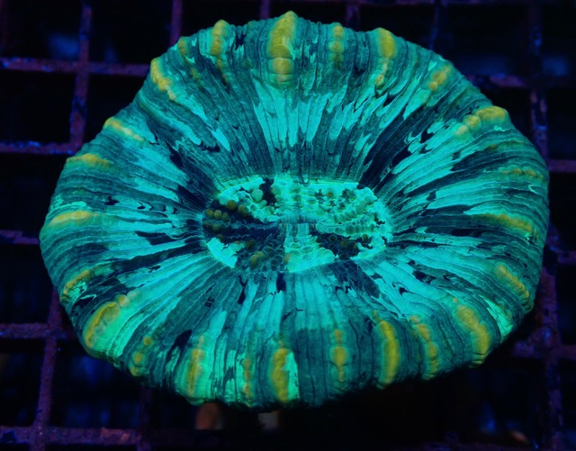 【現地買付】Trachyphyllia 9