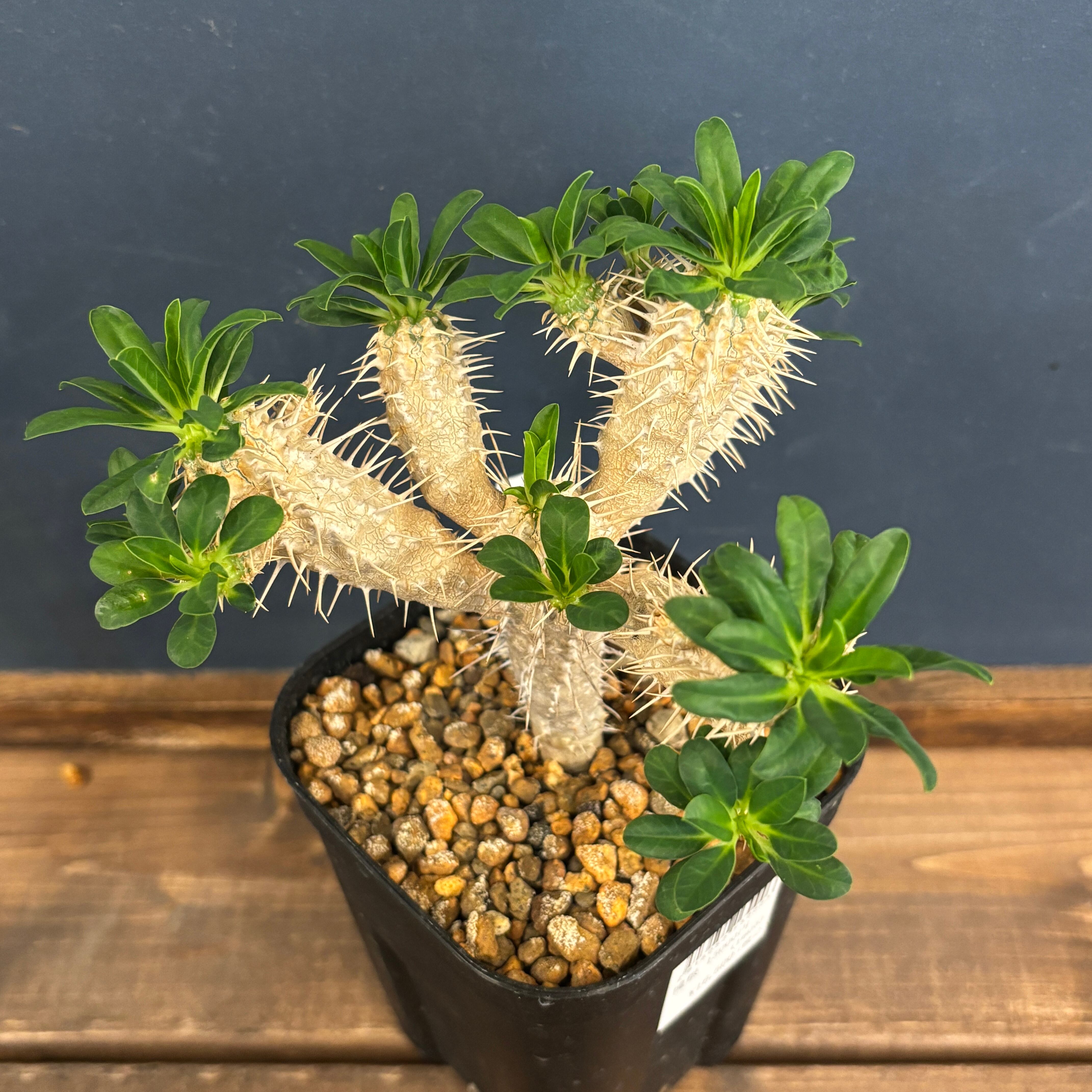 ユーフォルビア ギラウミニアナ【1074】