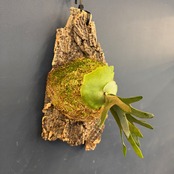 【UJ】ビカクシダ　P. willinckii 'Golden Boy' Spore 板付け (コルク)【136】