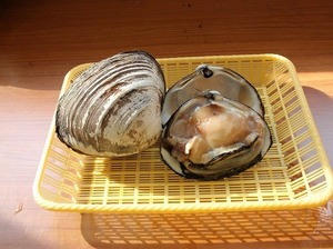 北寄貝（むき・大）