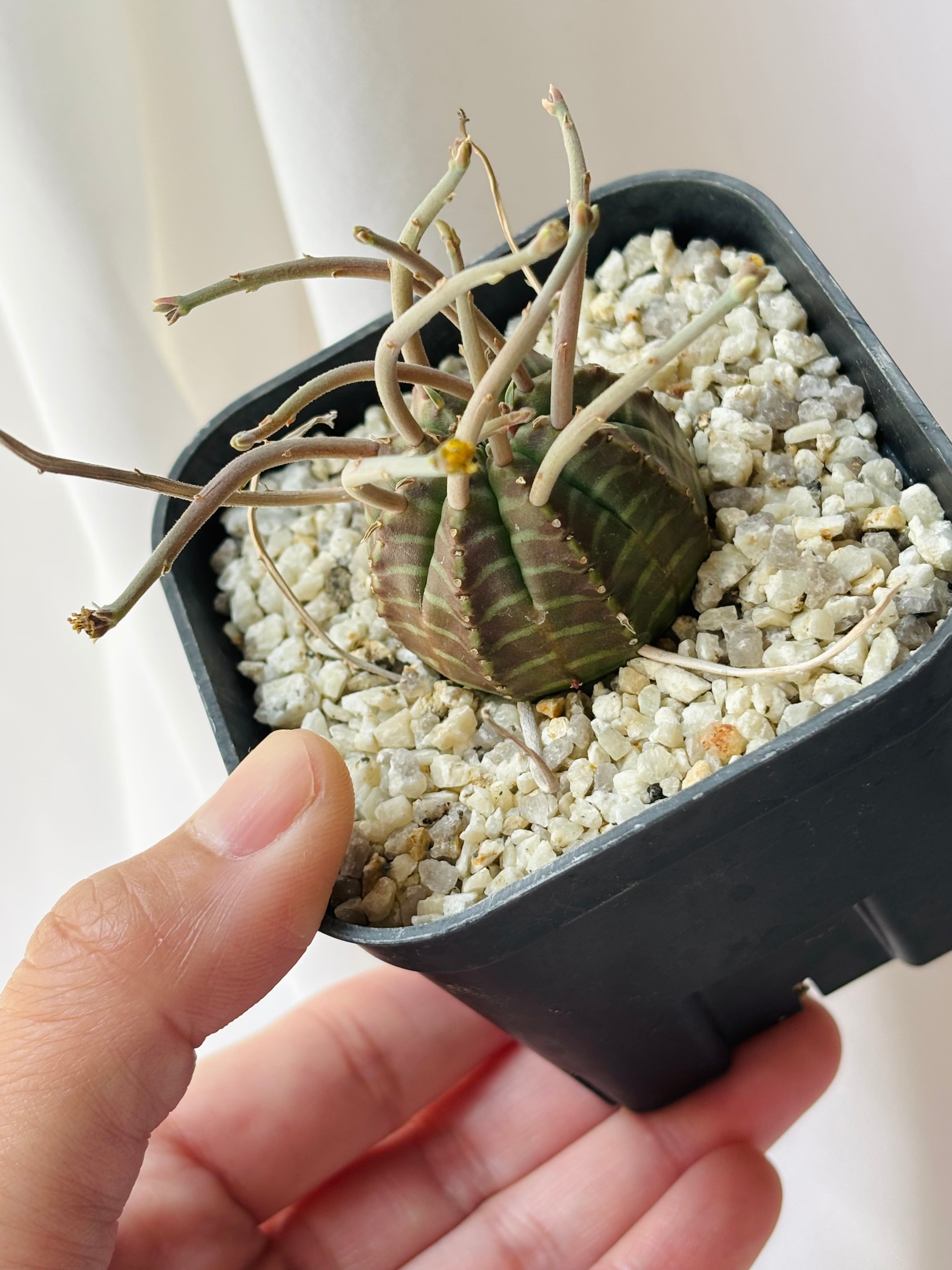 Euphorbia valida ユーフォルビア スーパーバリダ 多肉植物 | plants