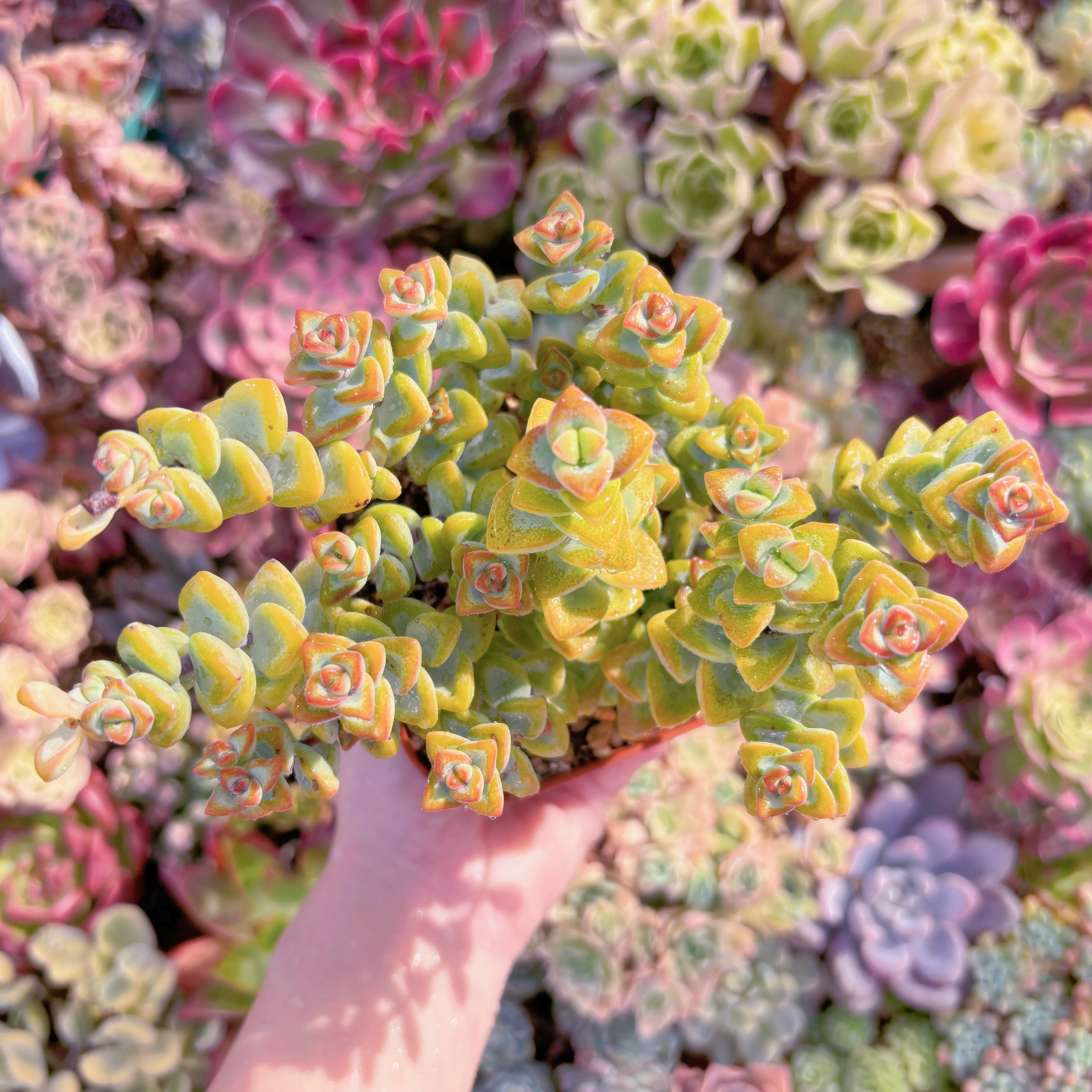 現品　ラブハート#1138　るる農園