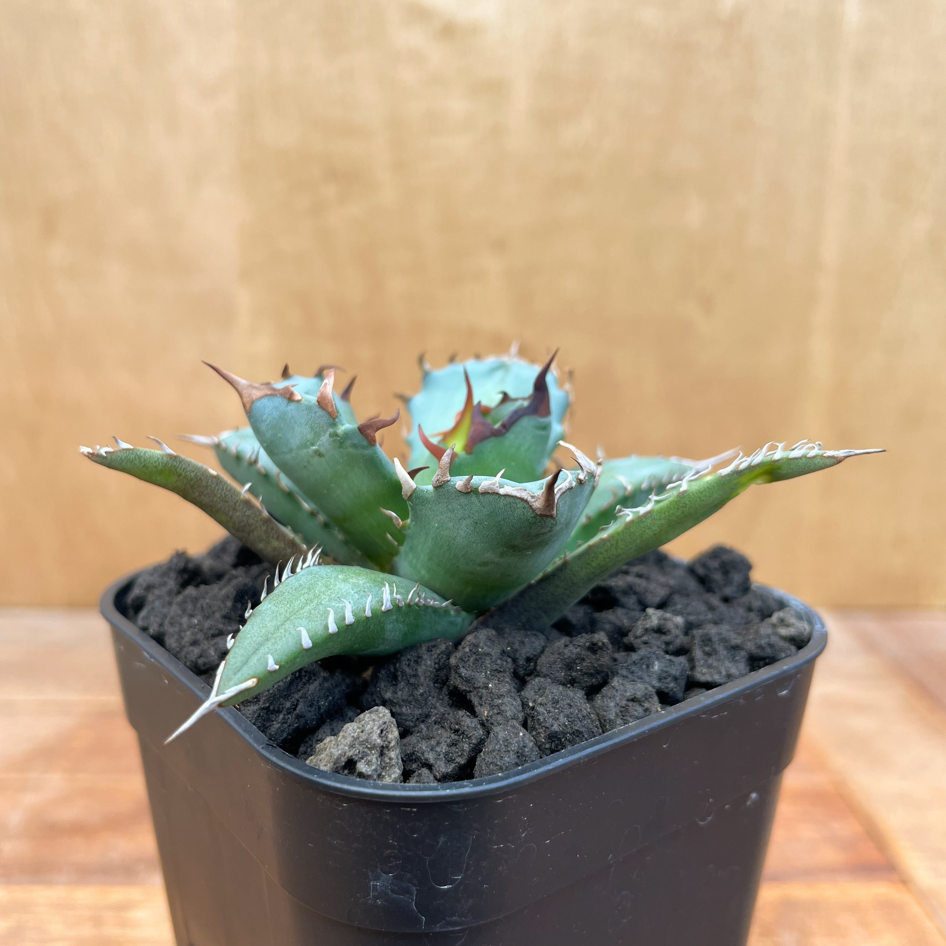 Agave titanota No,1【アガベ・チタノタ・農大No,1】 | RIMO