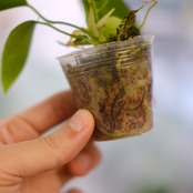 アンスリウム ワロクアーナム / Anthurium Warocqueanum⑫ / 観葉植物<育て方・花言葉>