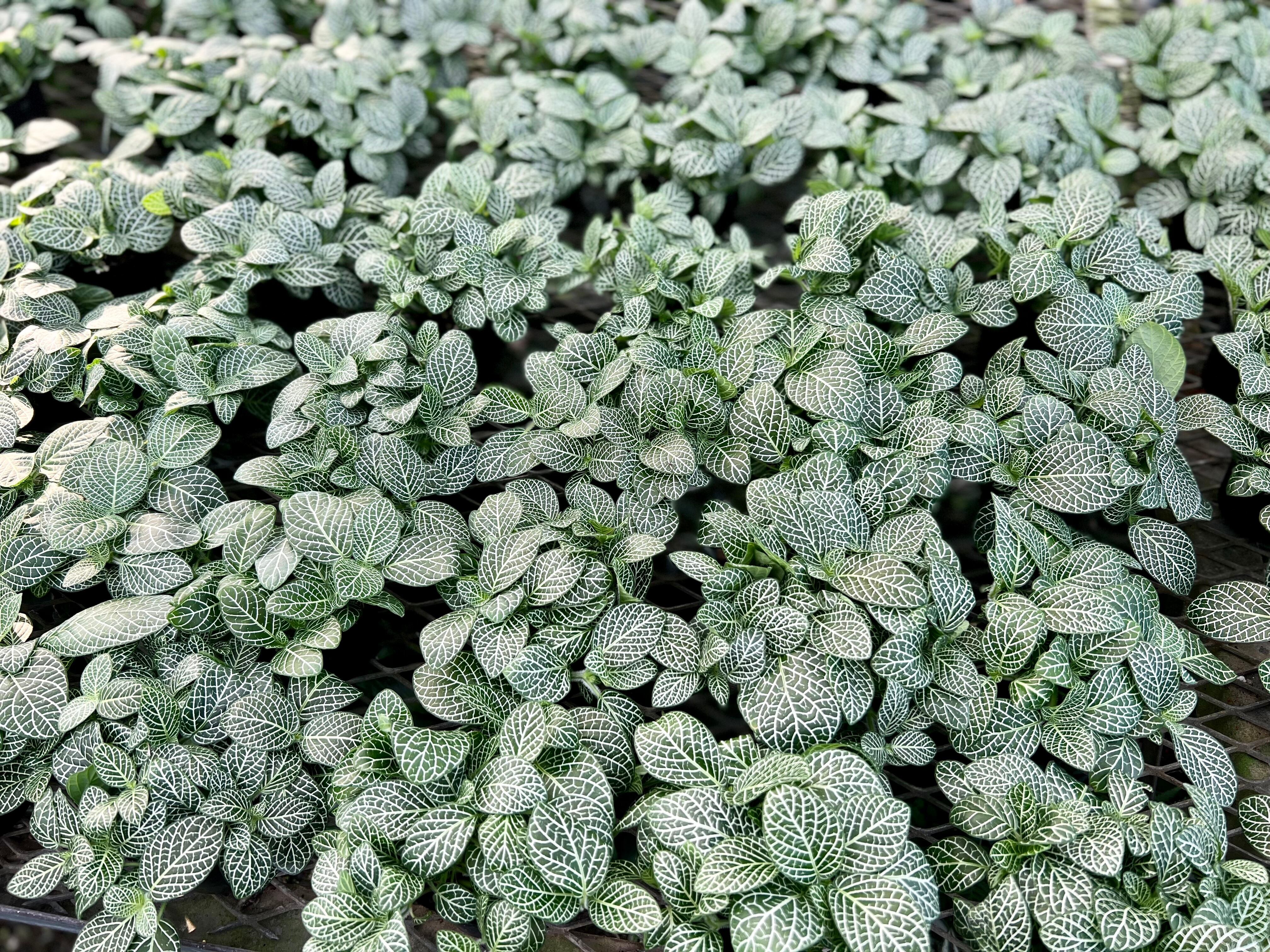 ４３ フィットニアホワイト Inakougei イナコウゲイ おしゃれ 観葉植物 鉢 多肉 猫