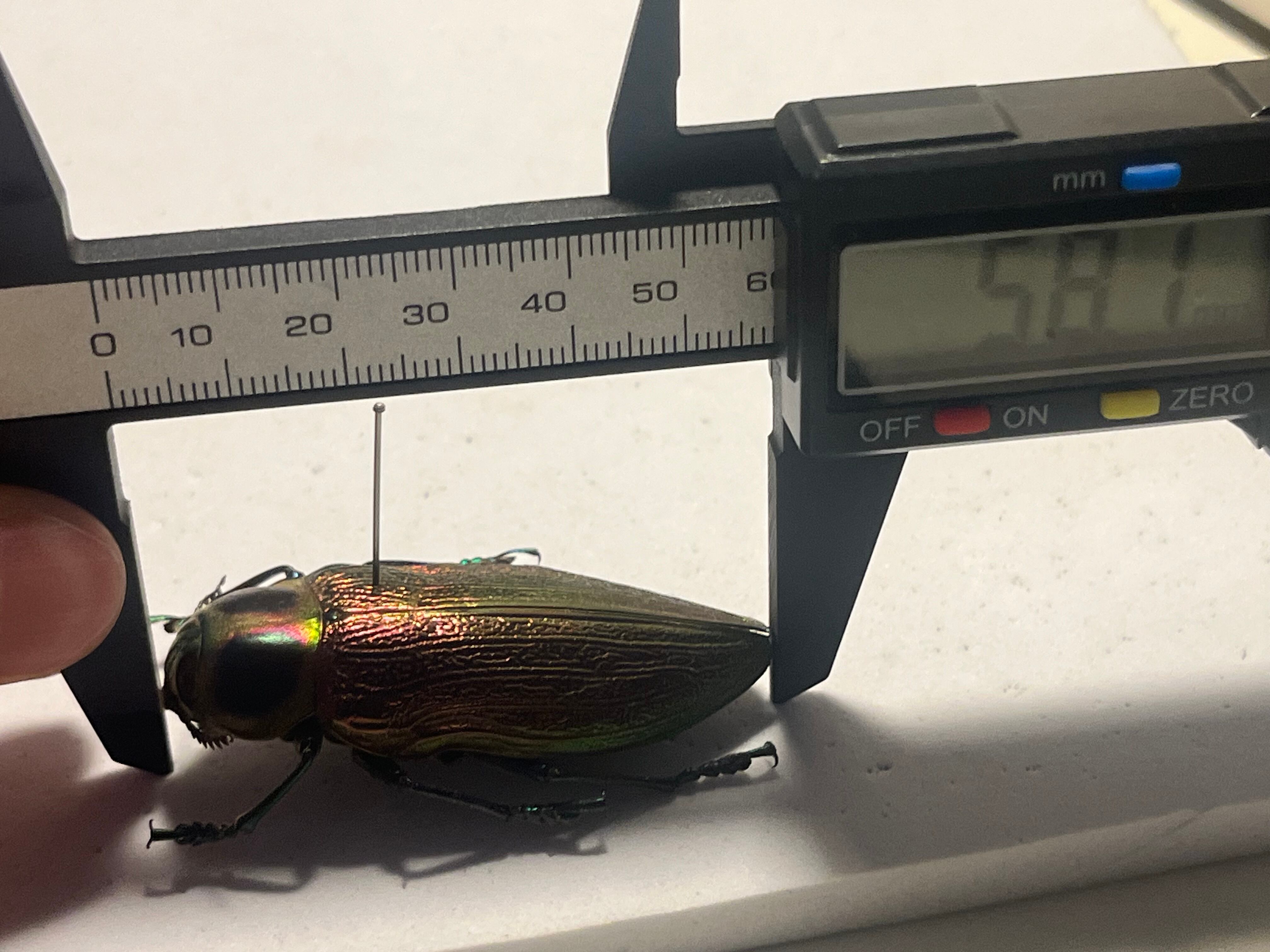 58mm】ナンベイオオタマムシ スハンダエ プラチナコガネ コブハムシ