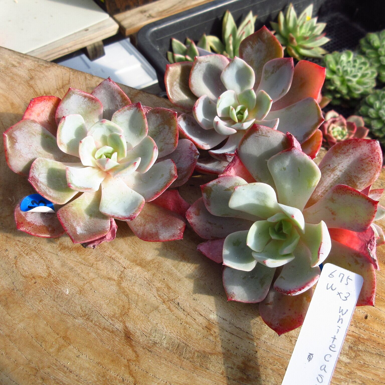 新入荷‼️多肉植物 ホワイトカシズ レア苗 韓国苗 美苗 #675 | Pay ID