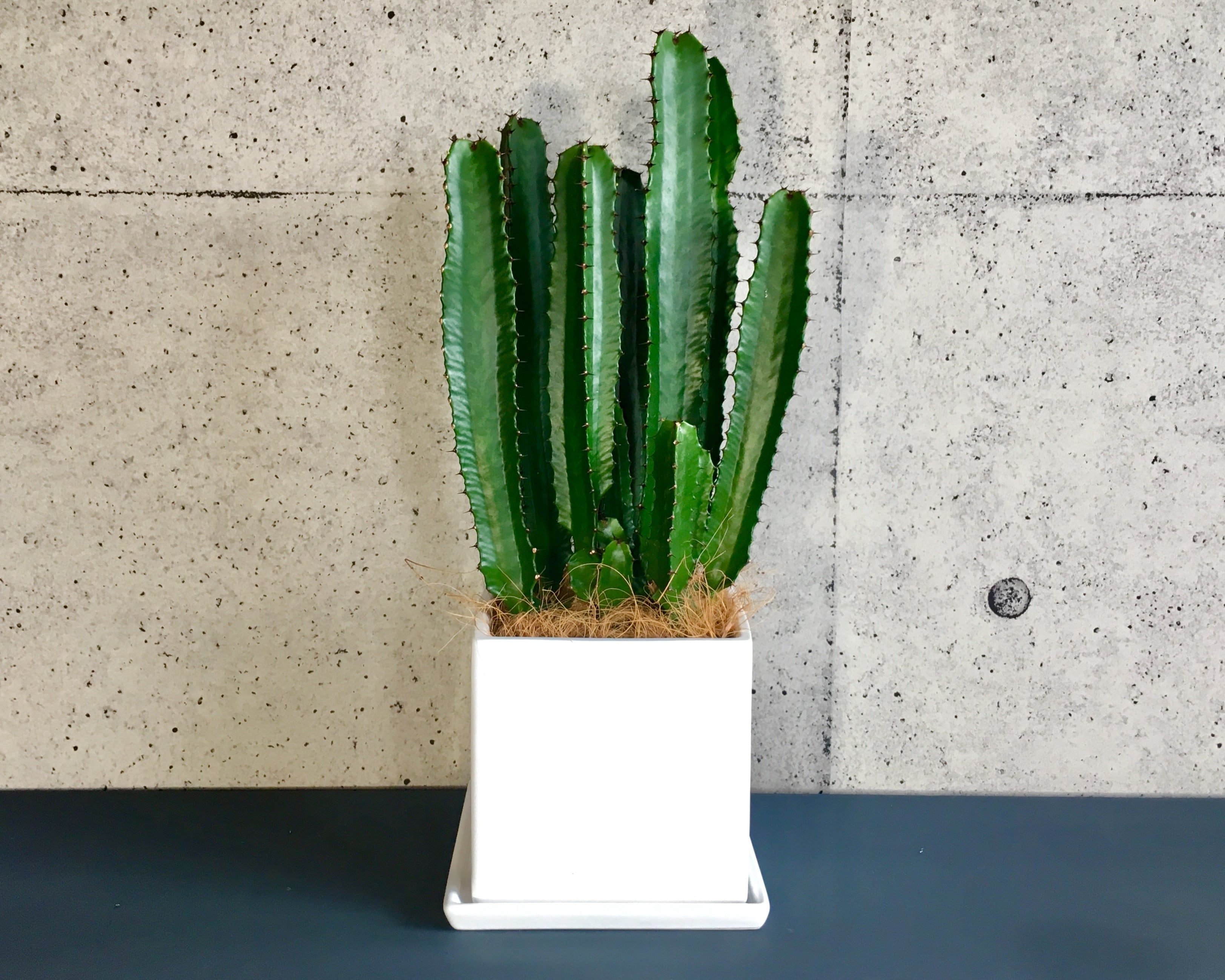 ユーフォルビア 大雲閣 Planet Plants プラネットプランツ ユーフォルビア 大雲閣 Planet Plants プラネットプランツ