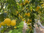 越冬完熟の島レモン 1kg〜（ハウス栽培）