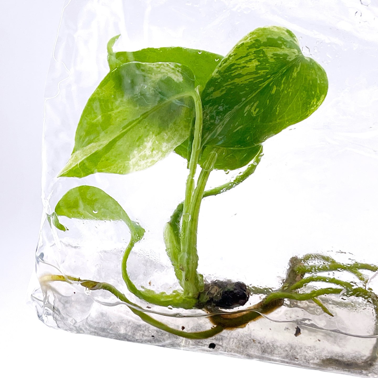 モンステラ　バルバソー　組織培養株　TC 即納］Monstera Bulbasaur｜モンステラ バルバソー｜TC苗｜希少｜組織