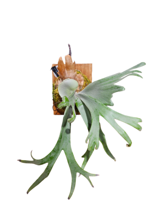 P.YAL Sporelings  Select  Pup【artPLANTs/PLANTS GARAGE 】Platycerium/ビカクシダ