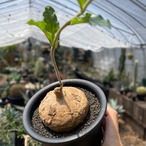 Raphionacme globosa【ラフィオナクメ・グロボーサ】