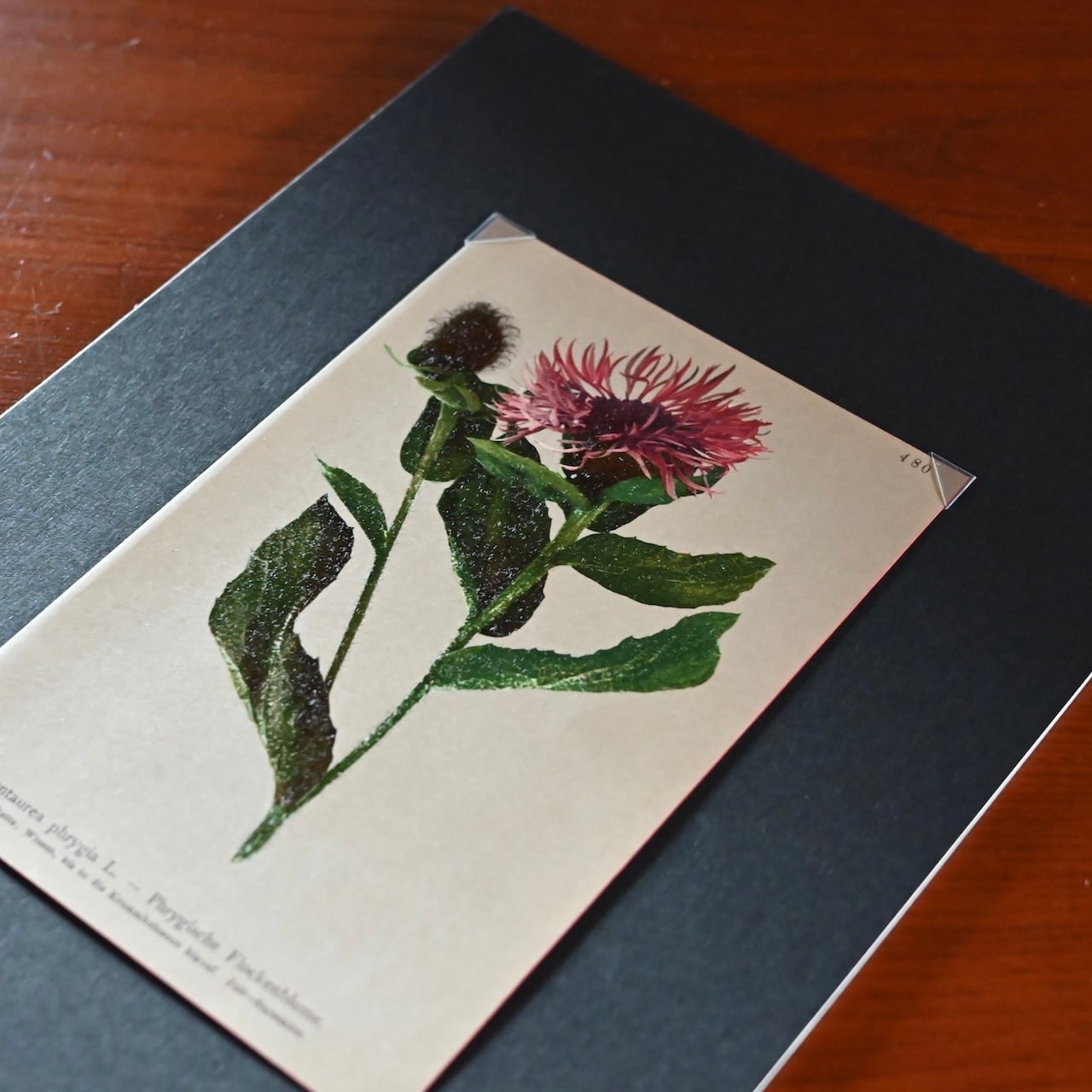 Book Paper / ブックペーパー【A】 〈洋書・植物図鑑・ボタニカル