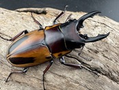 【WD】《ファブリースノコギリ原名亜種 49.5mm A'品ペア》