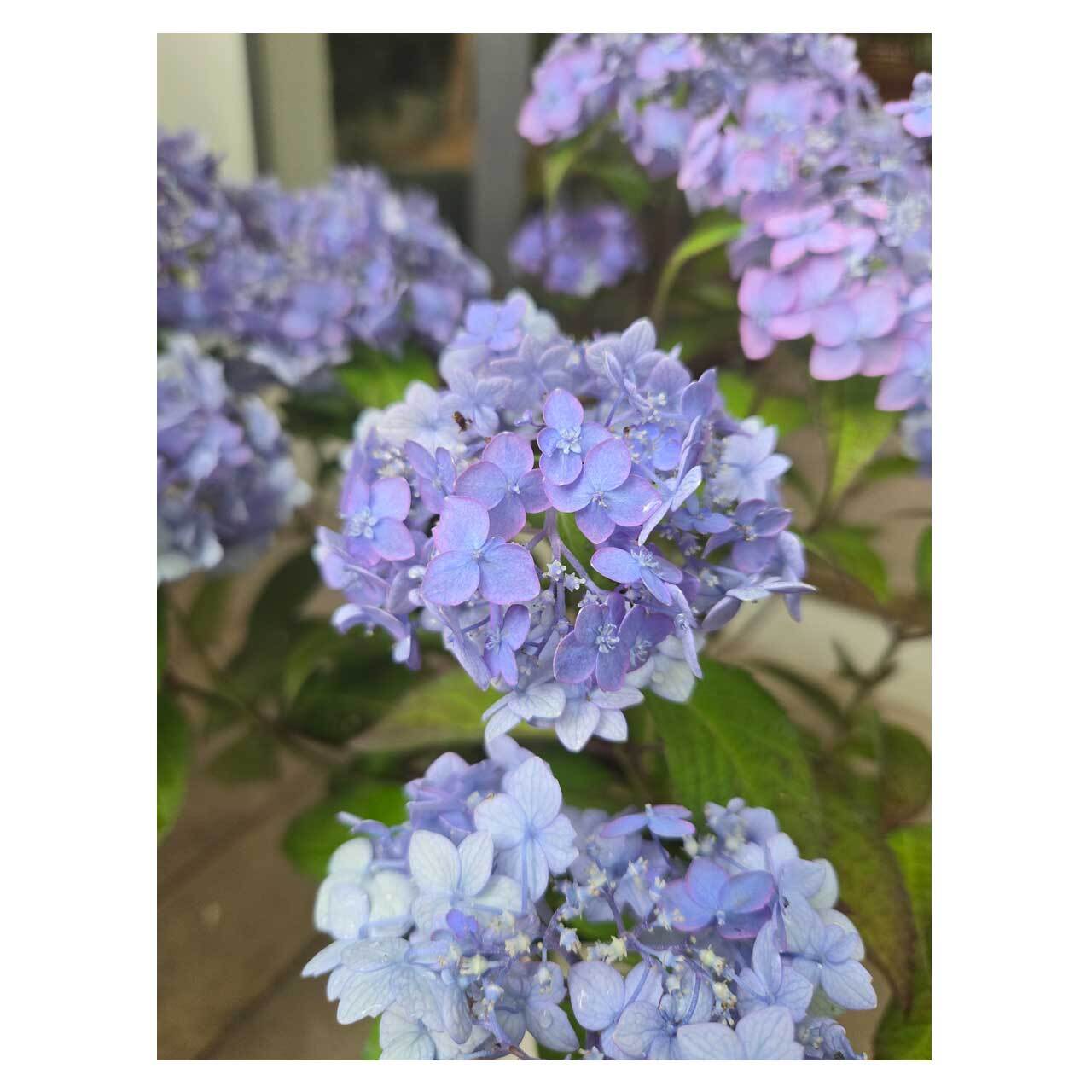 Hydrangea 'atsumi no nijimaru' | Seeding