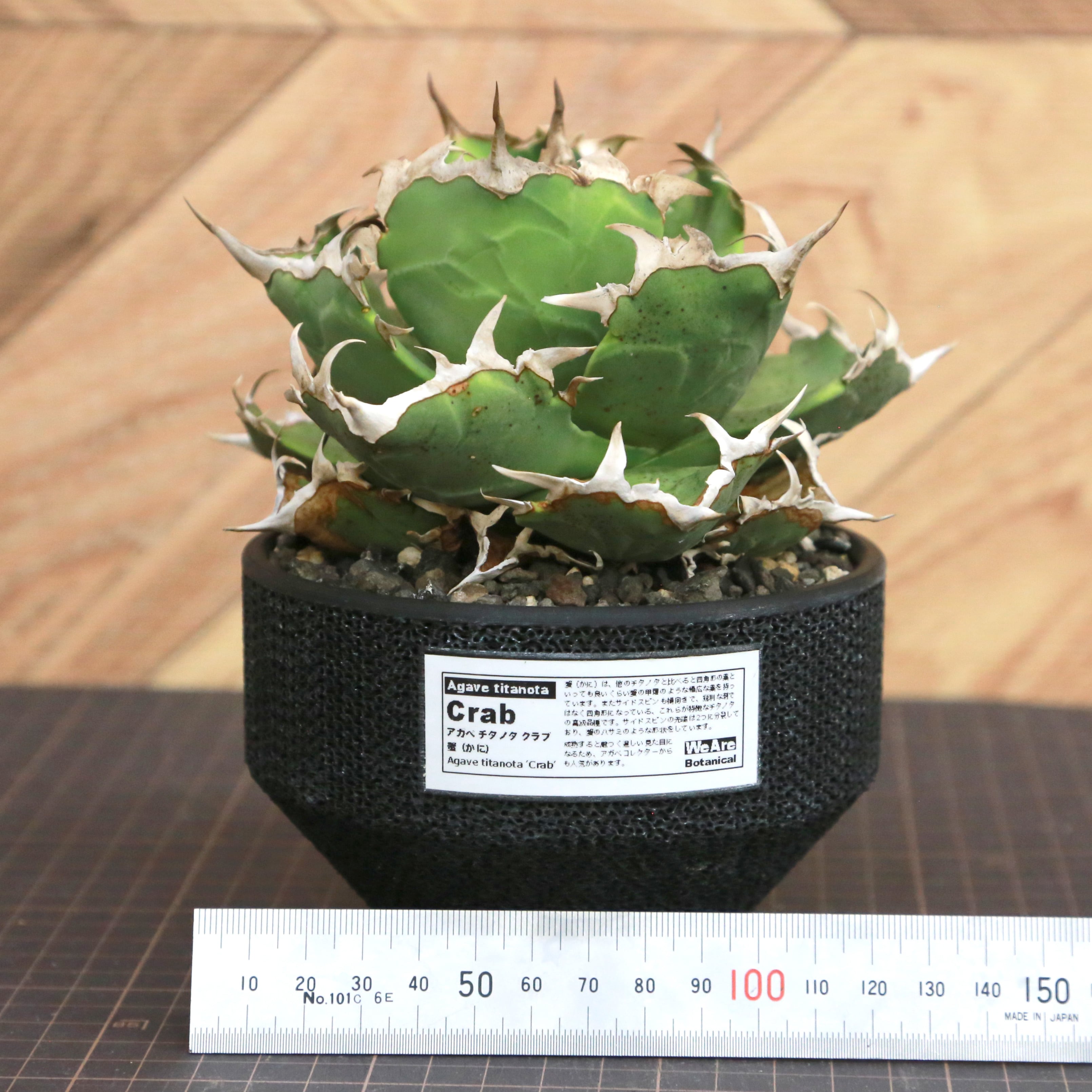 Agave Titanota 蟹 (Crab) アガベ チタノタ / 中株(4号鉢)/Lot.001
