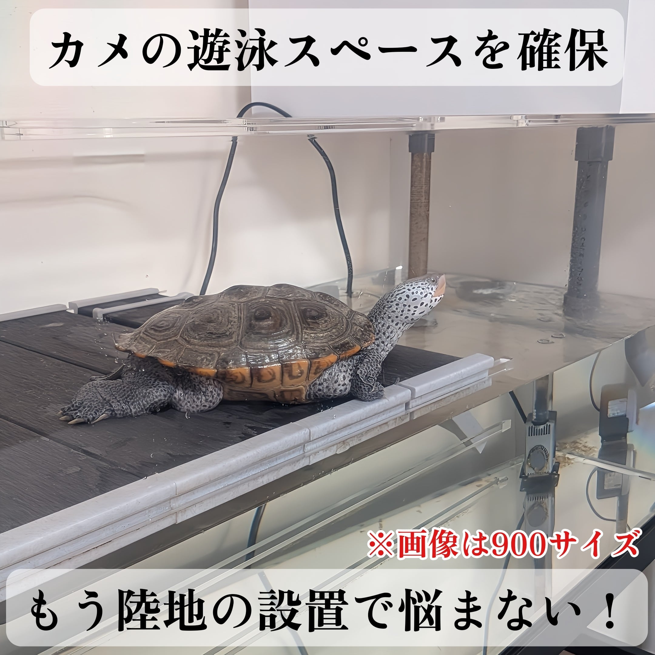 亀専用水槽600【梱包込み価格】 | センターテイルファクトリー