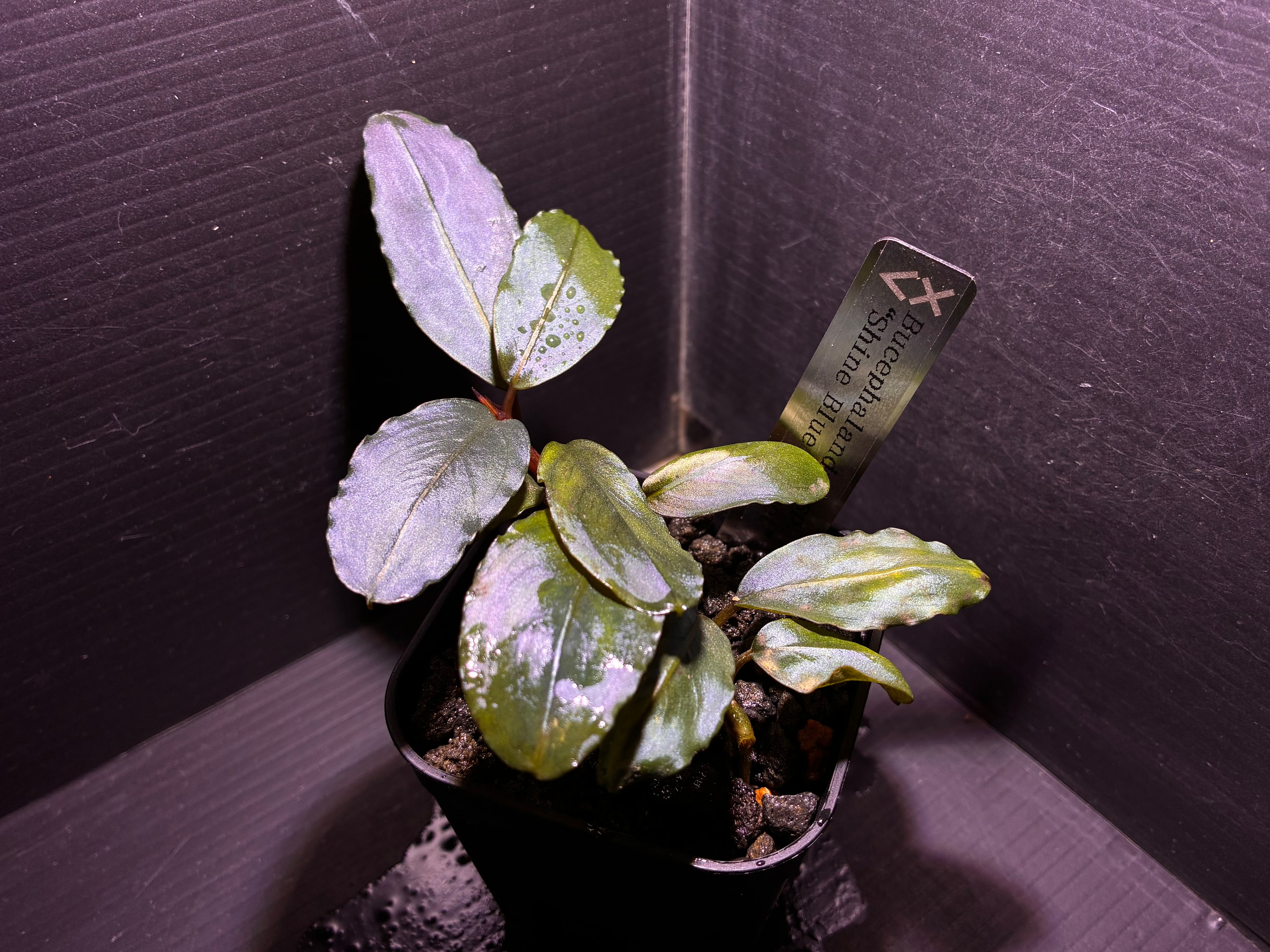 Bucephalandra sp.Kedagang Pink Variegata（ブセファランドラsp.クダ