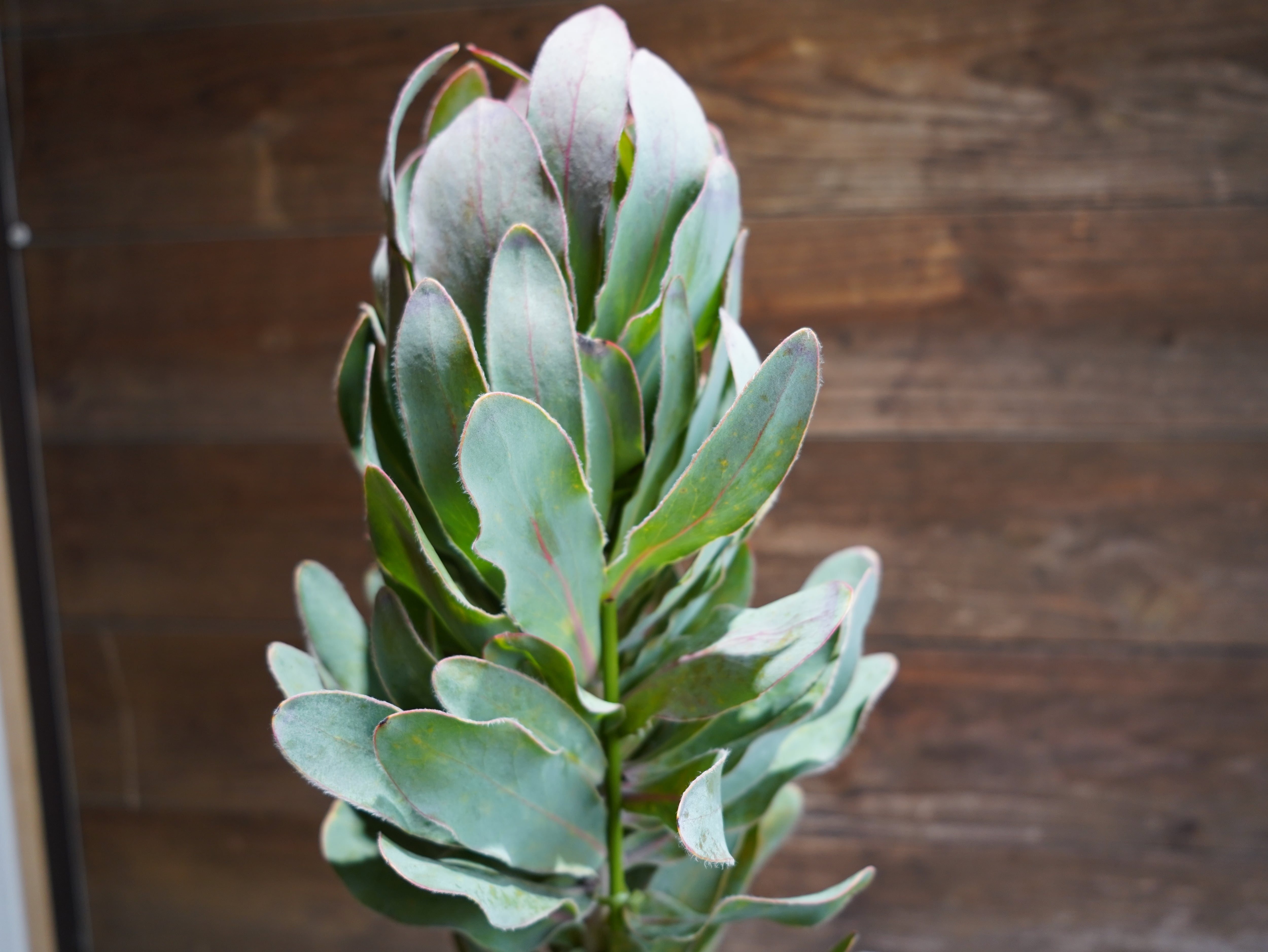 【現物】プロテア ”シルビア”　B