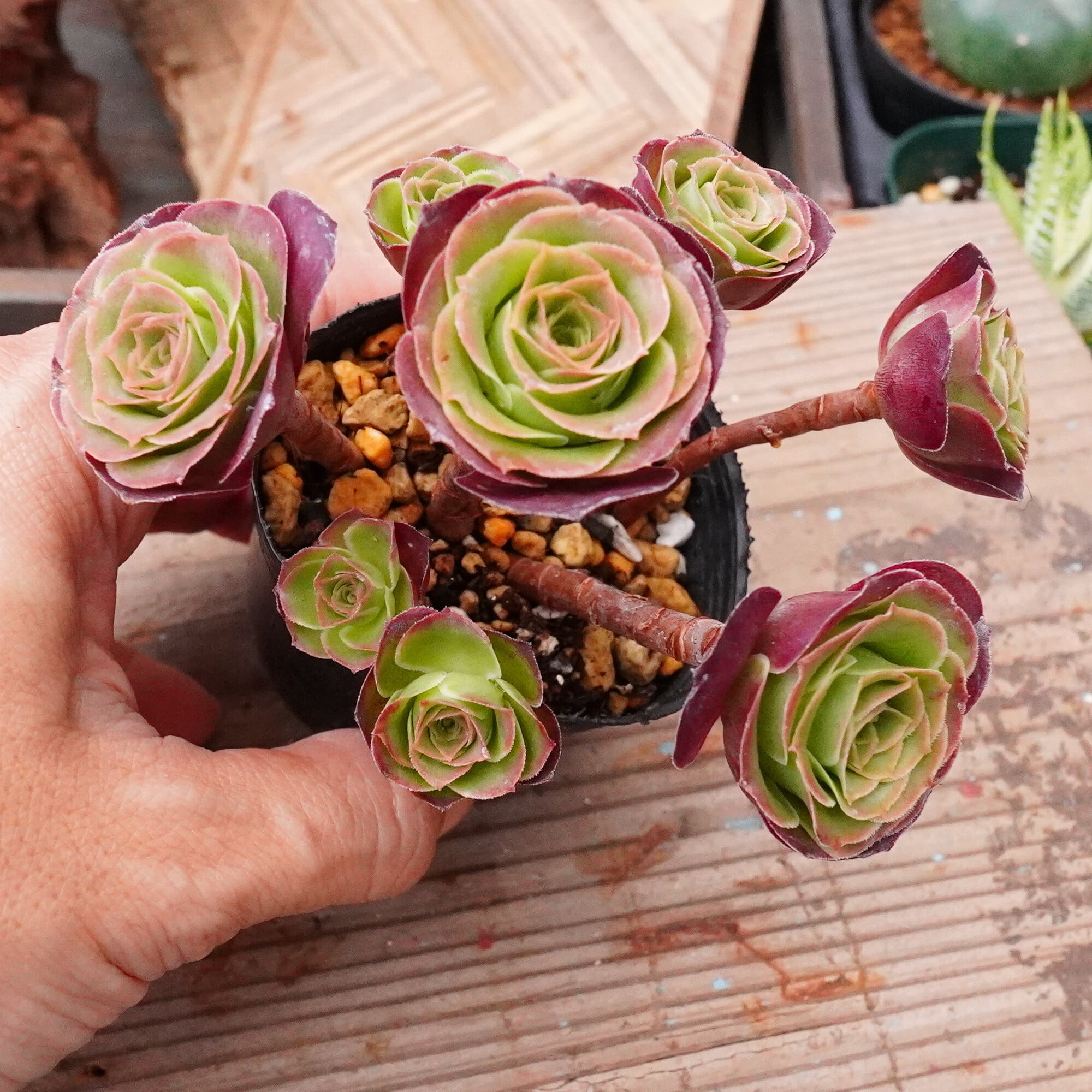 37#多肉植物アエオニウム❤️ バラの木 ❤️16頭19cm 拔き苗 多肉植物 | E-TANIKU