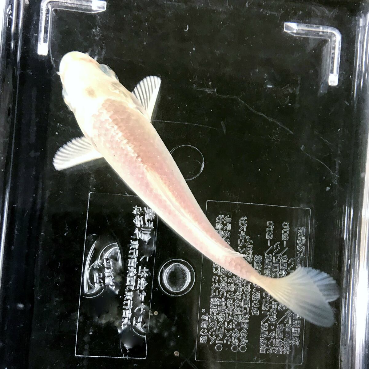 錦鯉）プラチナ（1匹）【生体】 | 川村淡水魚販売（本店） 川魚・錦鯉