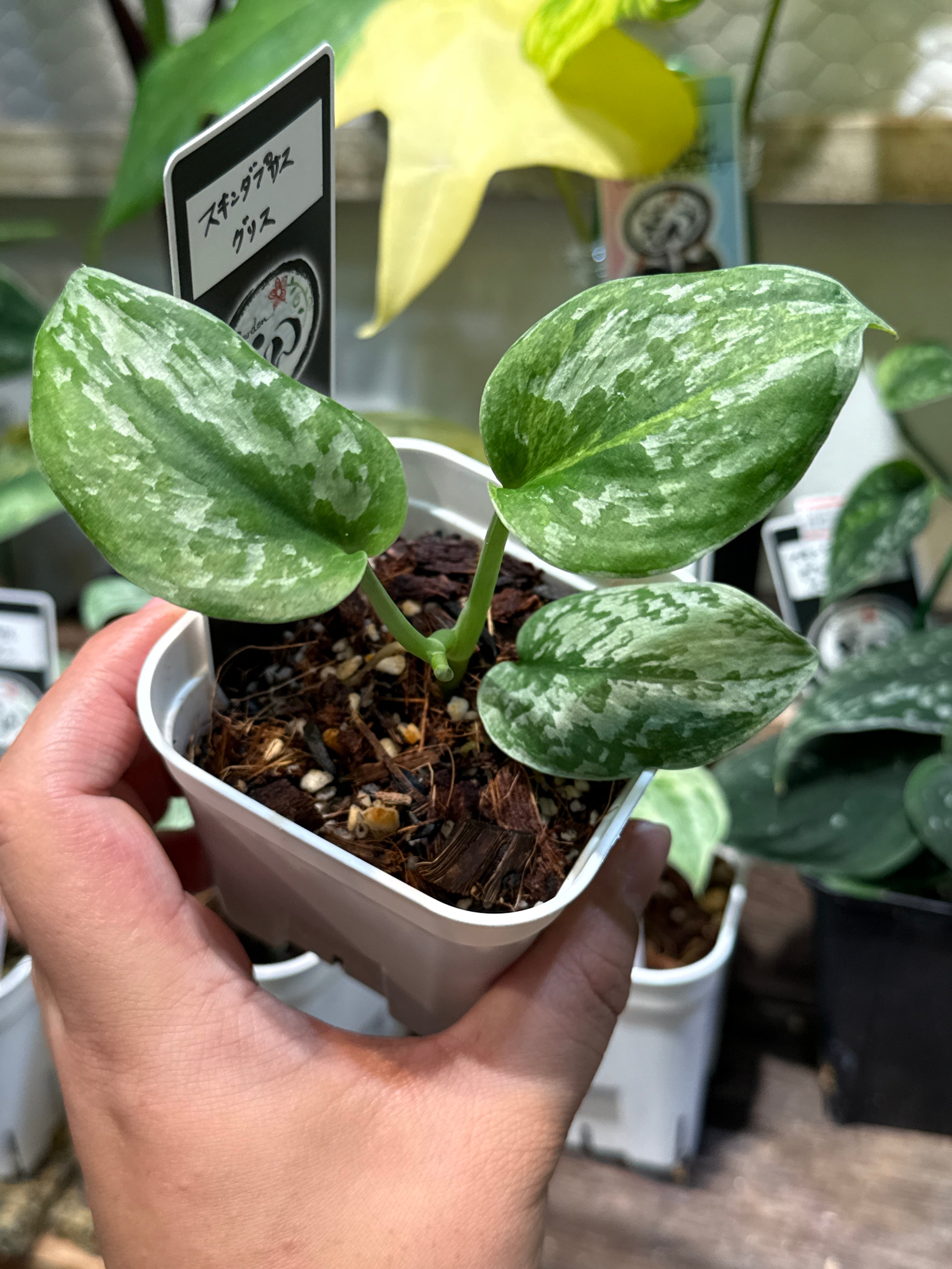 ⑨ スキンダプサス グリス | Gardenえん 【観葉熱帯植物】