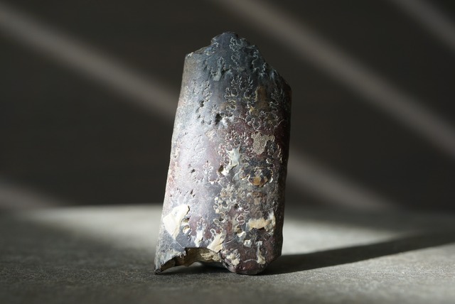 サウスダコタ州産バキュリテス化石 Baculites sp. 1523